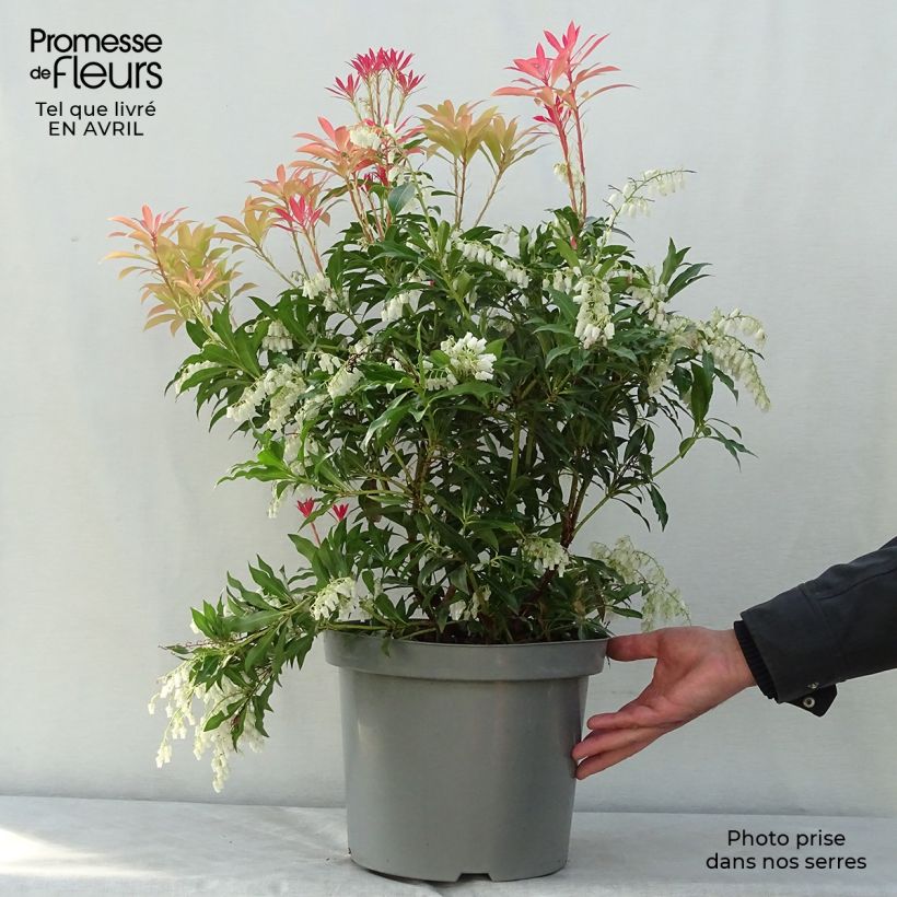 Japanese Andromeda - Pieris japonica Forest Flame 7.5L/10L pot sample as delivered in spring