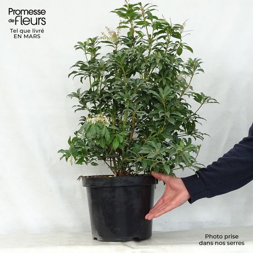 Pieris japonica Mountain Fire - Japanese Andromeda 2L/3L pot sample as delivered in spring