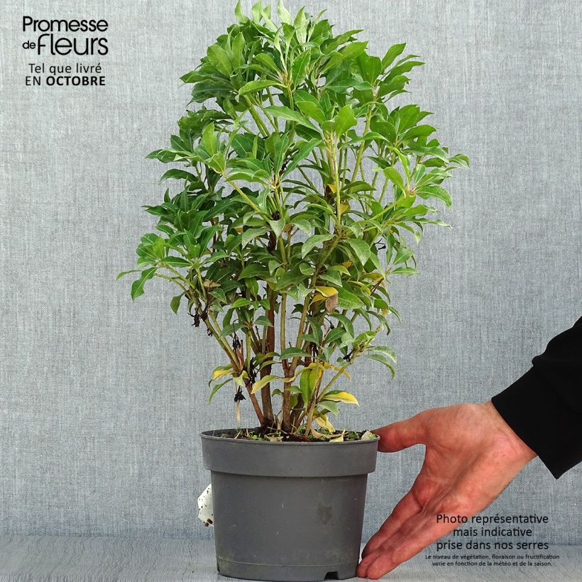 Pieris japonica Mountain Fire - Japanese Andromeda 2L/3L pot sample as delivered in autumn