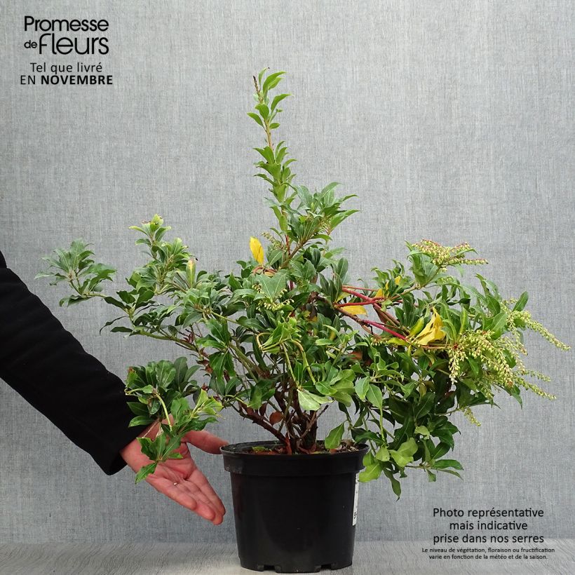 Pieris japonica Mountain Fire - Japanese Andromeda 4L/5L pot sample as delivered in autumn