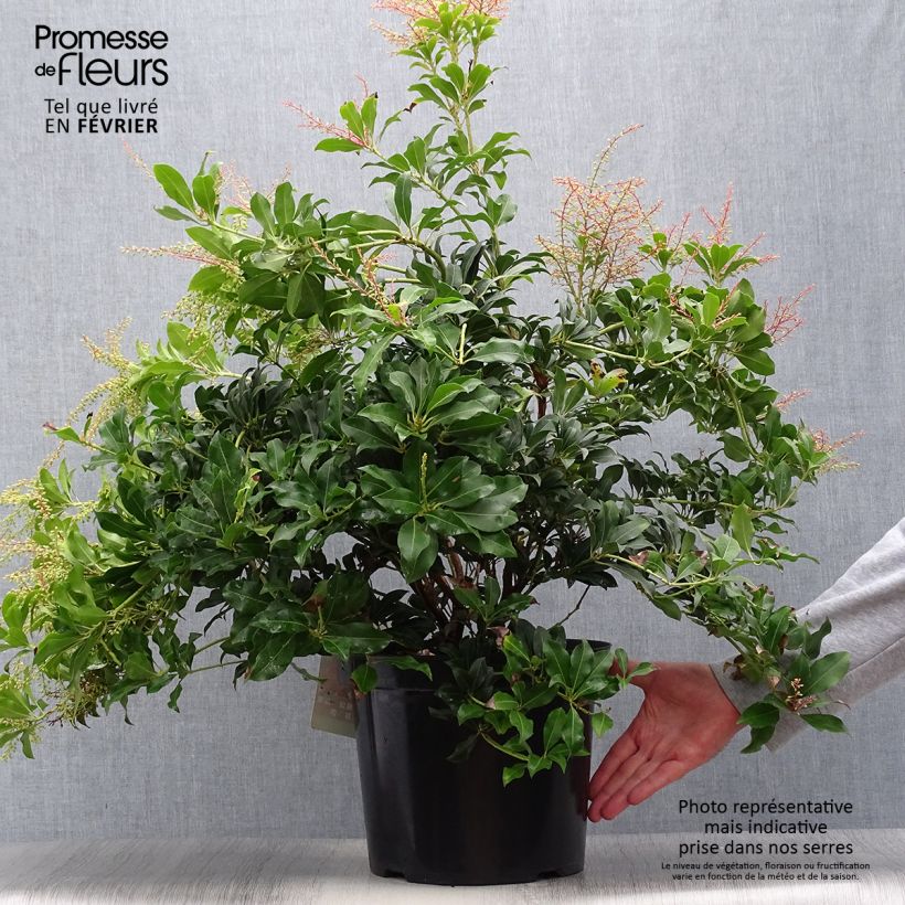Pieris japonica Mountain Fire - Japanese Andromeda 7.5L/10L pot sample as delivered in autumn