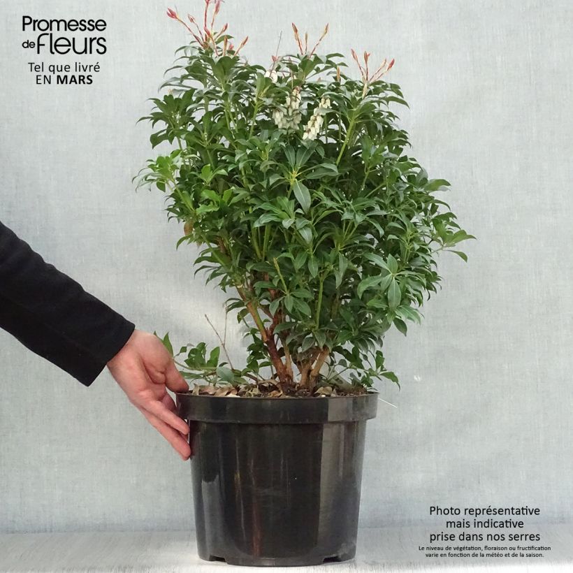 Pieris japonica Mountain Fire - Japanese Andromeda 7.5L/10L pot sample as delivered in spring