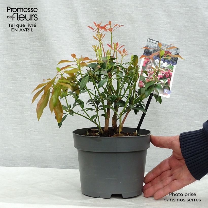 Japanese Andromeda - Pieris Japonica Valley Valentine 2L/3L pot sample as delivered in spring