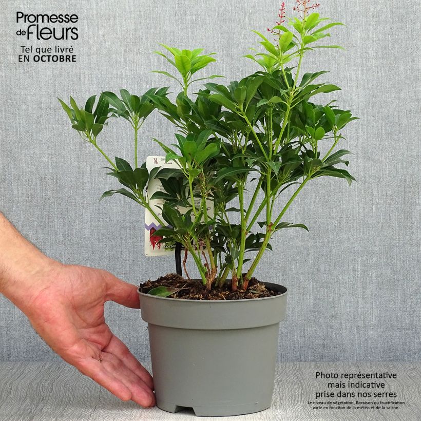 Japanese Andromeda - Pieris Japonica Valley Valentine 2L/3L pot sample as delivered in autumn
