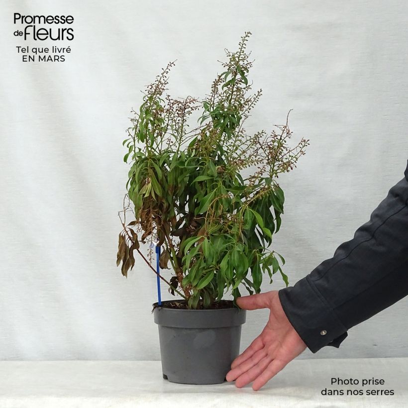 Pieris japonica Pink passion - Japanese Andromeda 2L/3L pot sample as delivered in spring