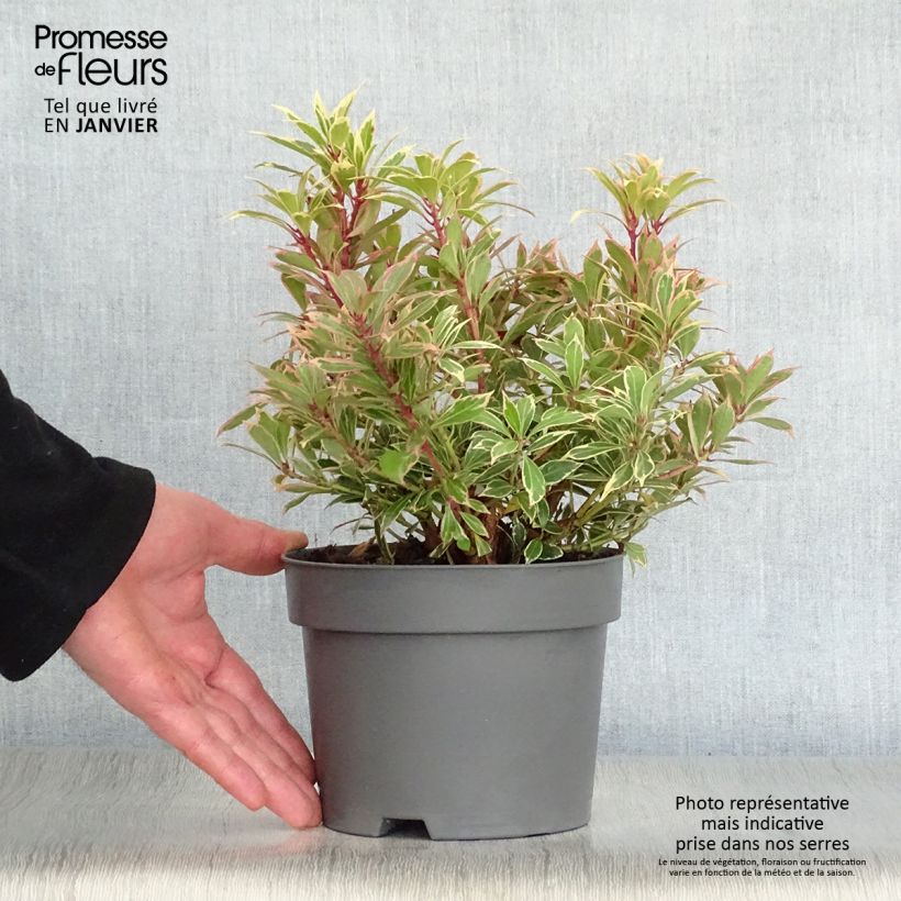 Pieris japonica Carnaval - Japanese Andromeda 2L/3L pot sample as delivered in winter