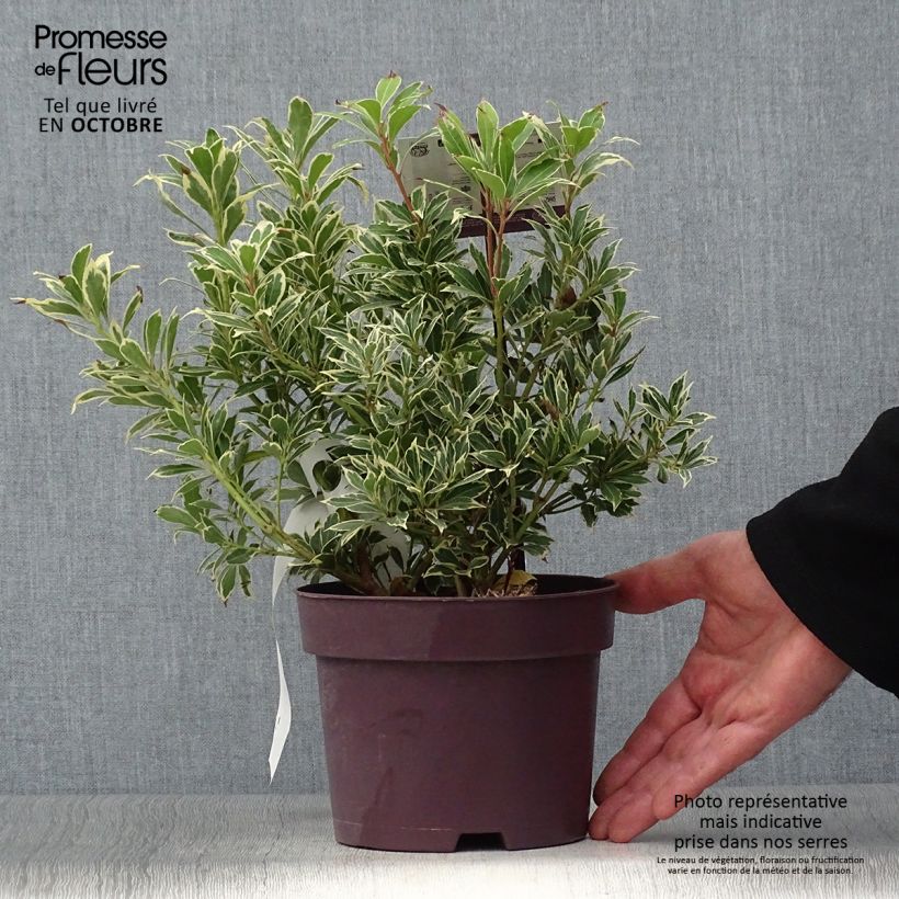 Pieris japonica Carnaval - Japanese Andromeda 2L/3L pot sample as delivered in autumn