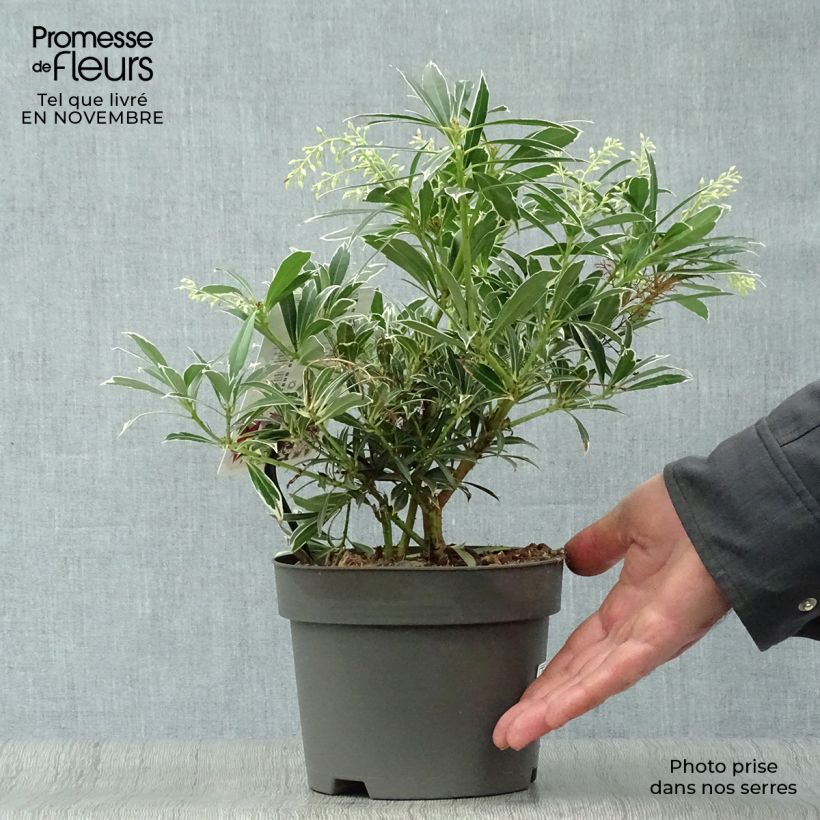 Pieris japonica Flaming Silver - Japanese Andromeda 2L/3L pot sample as delivered in autumn