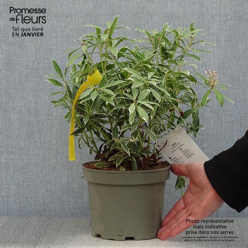 Pieris japonica Flaming Silver - Japanese Andromeda 2L/3L pot sample as delivered in winter