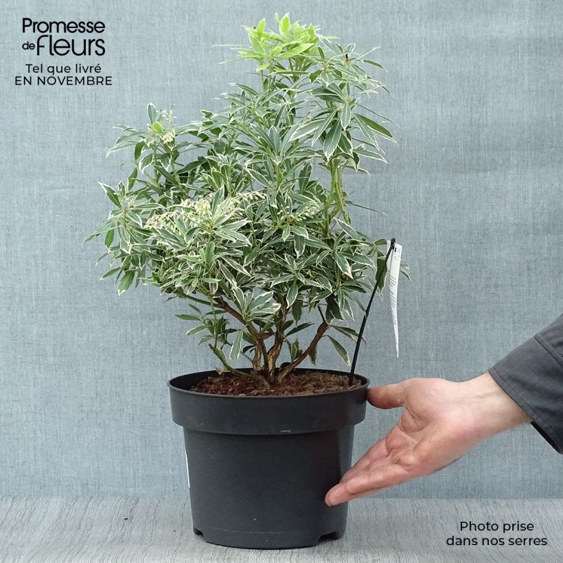 Pieris japonica Flaming Silver - Japanese Andromeda 4L/5L pot sample as delivered in autumn