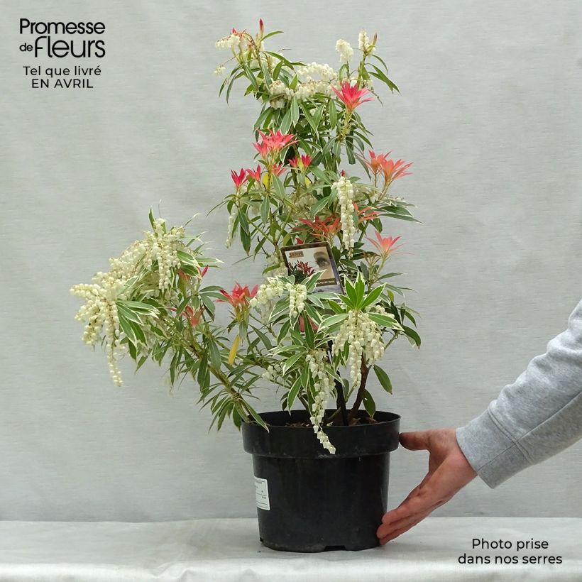 Pieris japonica Flaming Silver - Japanese Andromeda 4L/5L pot sample as delivered in spring