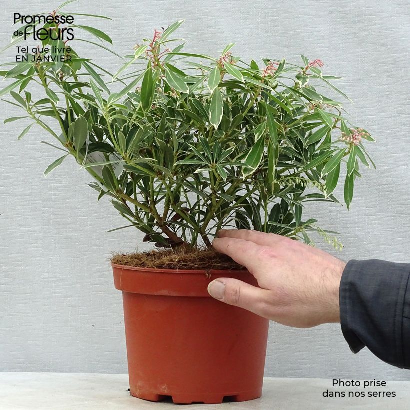 Pieris japonica Flaming Silver - Japanese Andromeda 4L/5L pot sample as delivered in winter
