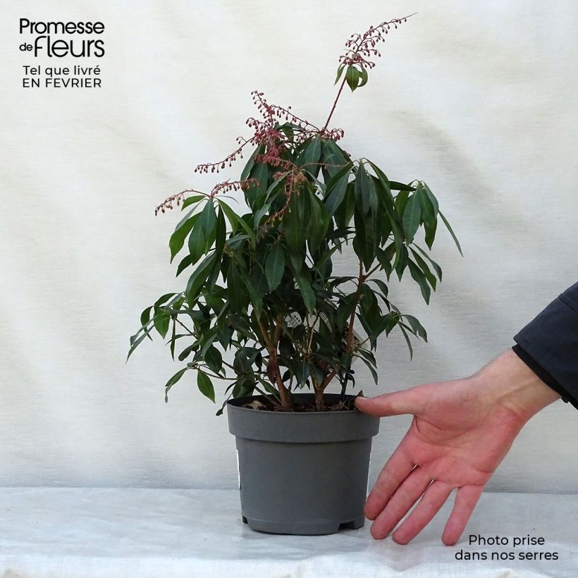 Pieris japonica Katsura - Japanese Andromeda 2L/3L pot sample as delivered in winter