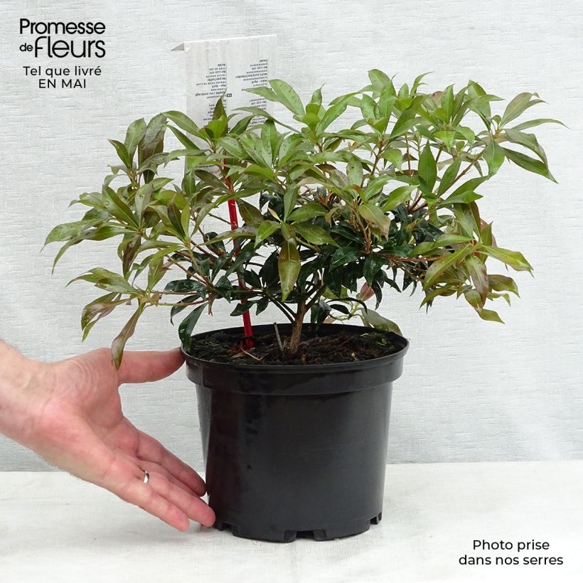 Pieris japonica Katsura - Japanese Andromeda 2L/3L pot sample as delivered in spring