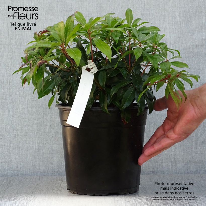 Pieris japonica Katsura - Japanese Andromeda 4L/5L pot sample as delivered in spring