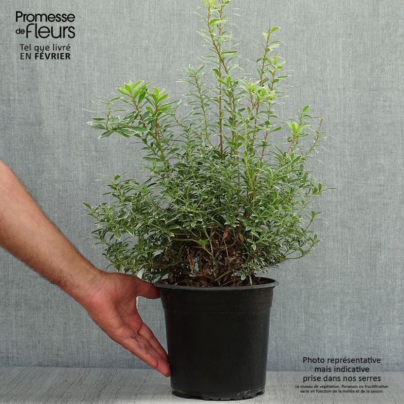 Pieris japonica Little Goldy - Japanese Andromeda 4L/5L pot sample as delivered in autumn