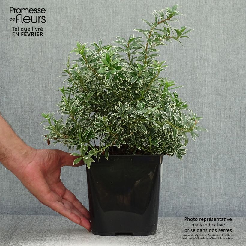 Pieris japonica Little Heath Variegata - Japanese Andromeda 2L/3L pot sample as delivered in autumn