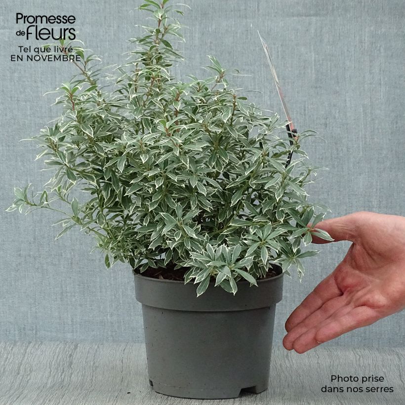 Pieris japonica Little Heath - Japanese Andromeda 2L/3L pot sample as delivered in autumn