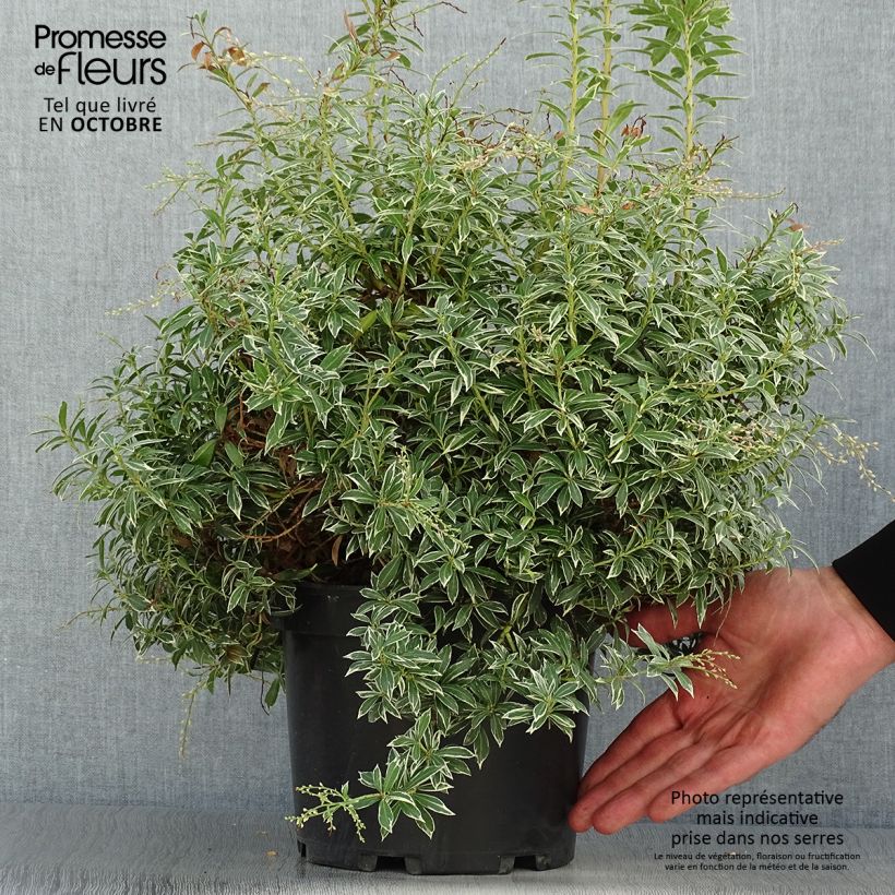Pieris japonica Little Heath - Japanese Andromeda 4L/5L pot sample as delivered in autumn