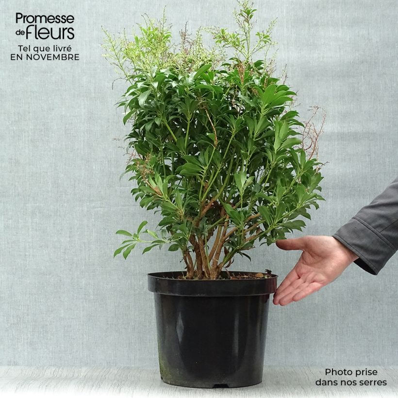 Pieris japonica Passion - Japanese Andromeda 6L/7L pot sample as delivered in autumn