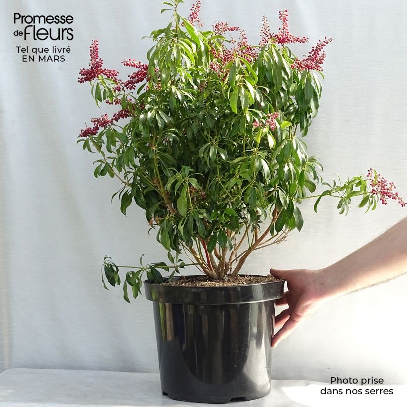 Pieris japonica Passion - Japanese Andromeda 6L/7L pot sample as delivered in spring