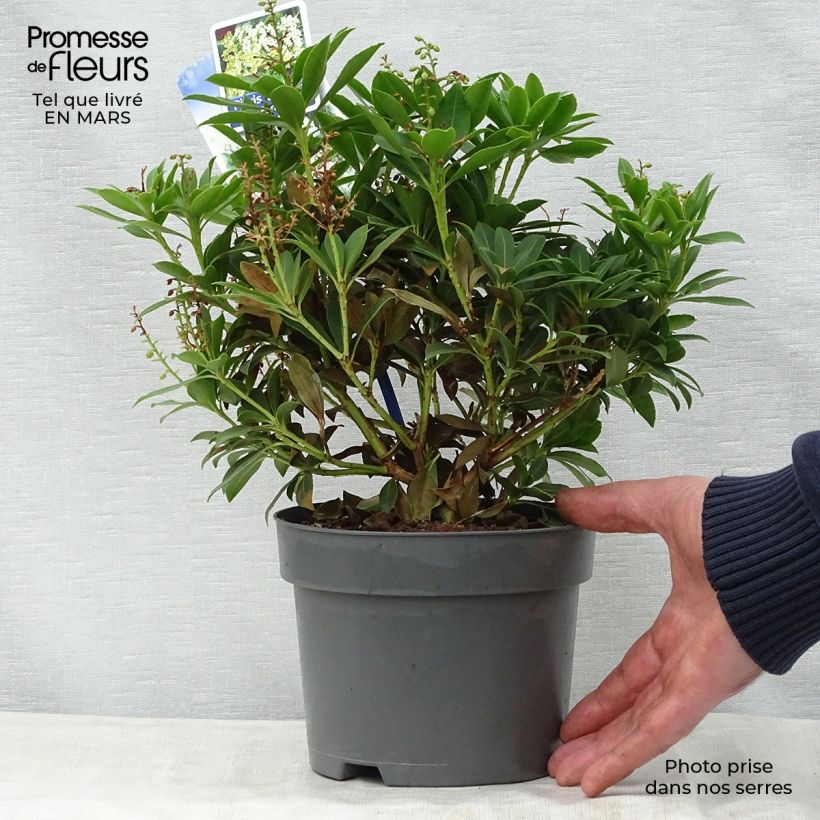 Pieris japonica Purity - Japanese Andromeda 3L/4L pot sample as delivered in spring