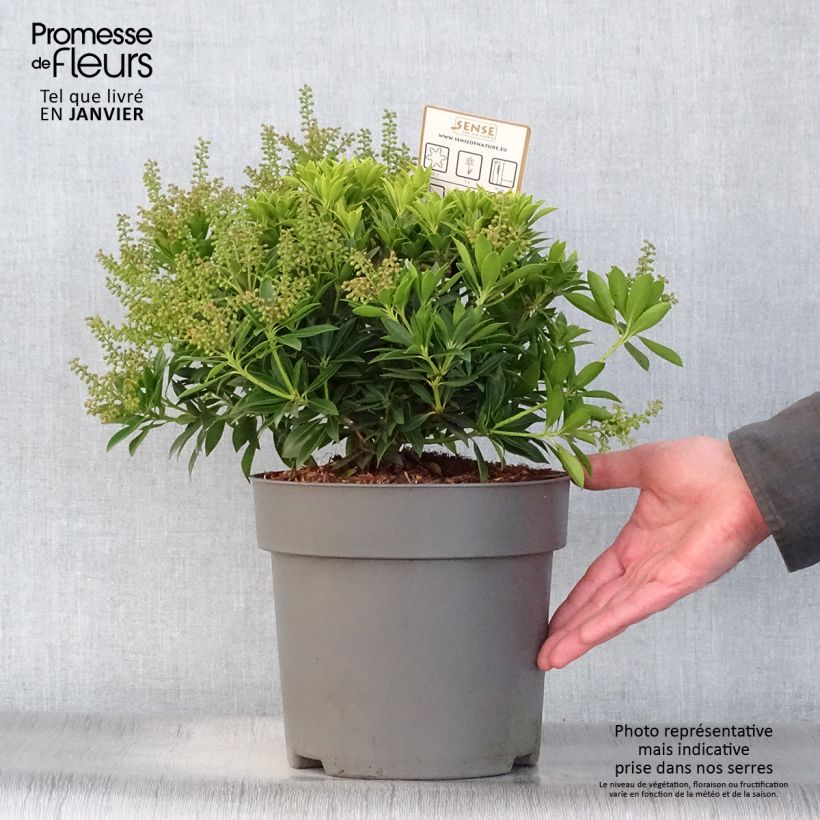Pieris japonica Purity - Japanese Andromeda 3L/4L pot sample as delivered in winter