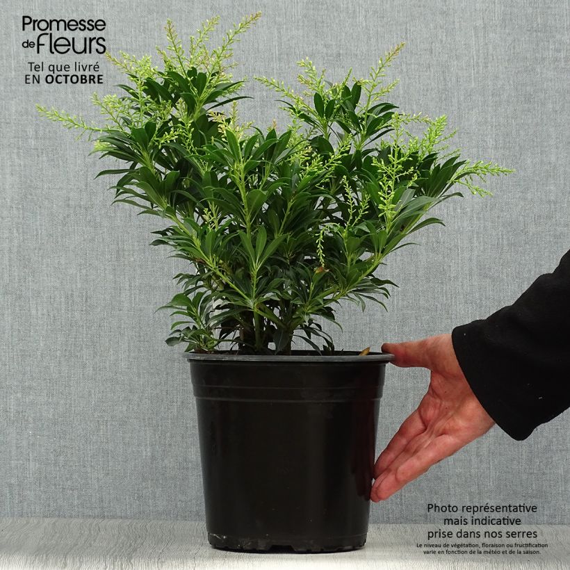Pieris japonica Purity - Japanese Andromeda 3L/4L pot sample as delivered in autumn