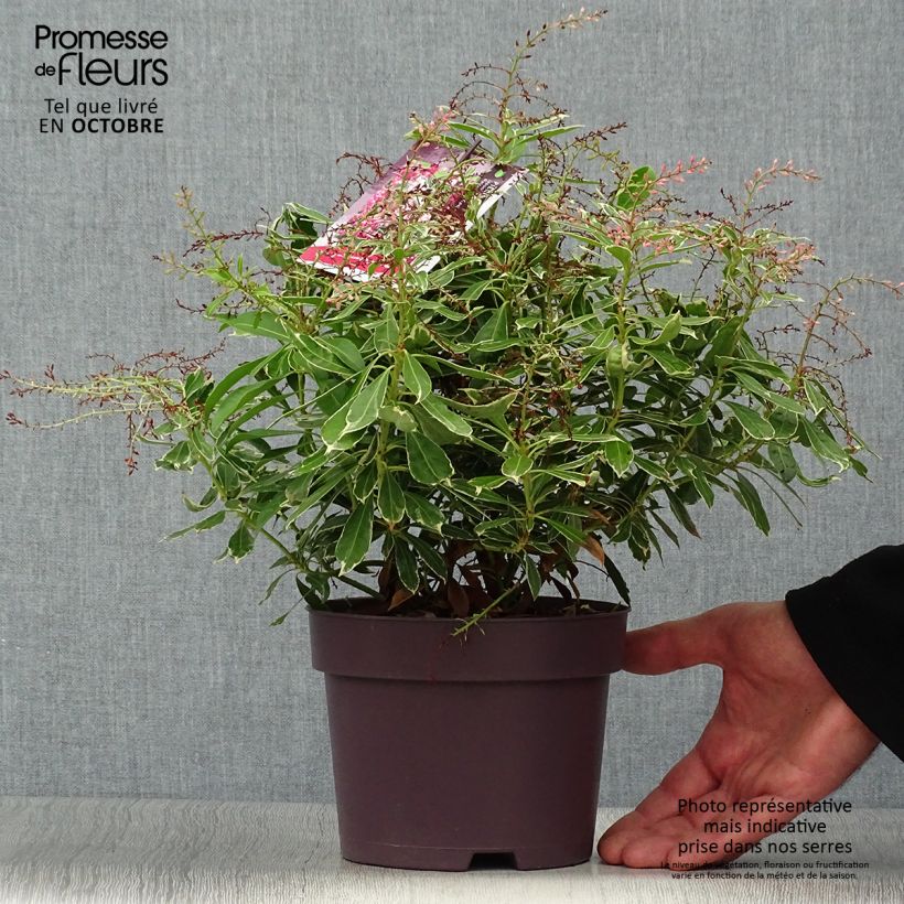 Pieris japonica Ralto Rose - Japanese Andromeda 2L/3L pot sample as delivered in autumn