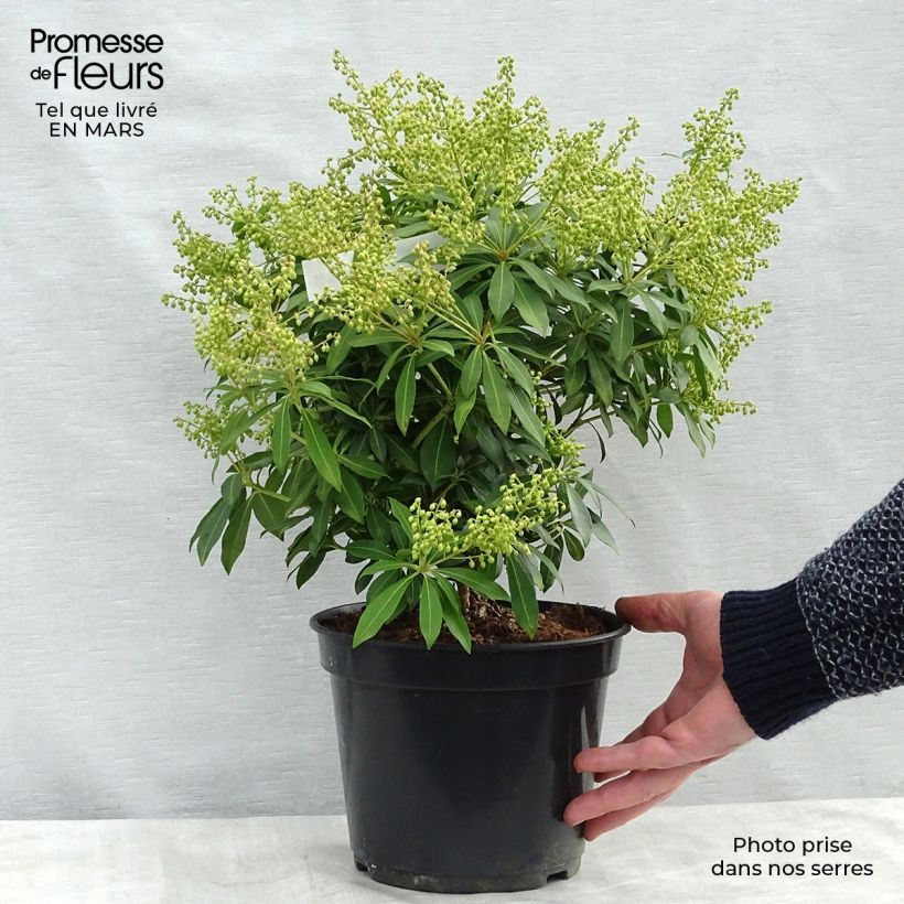 Pieris japonica Sarabande - Japanese Andromeda 3L/4L pot sample as delivered in spring