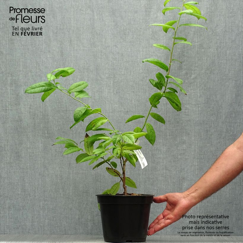 Oxydendrum arboreum 4L/5L pot sample as delivered in autumn
