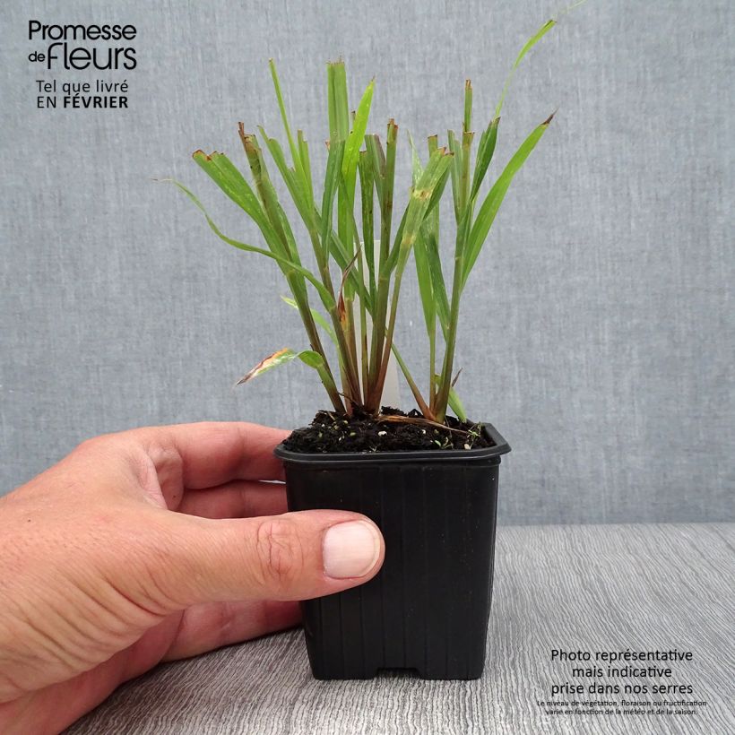 Andropogon gerardii Blackhawks 8/9 cm pot sample as delivered in spring