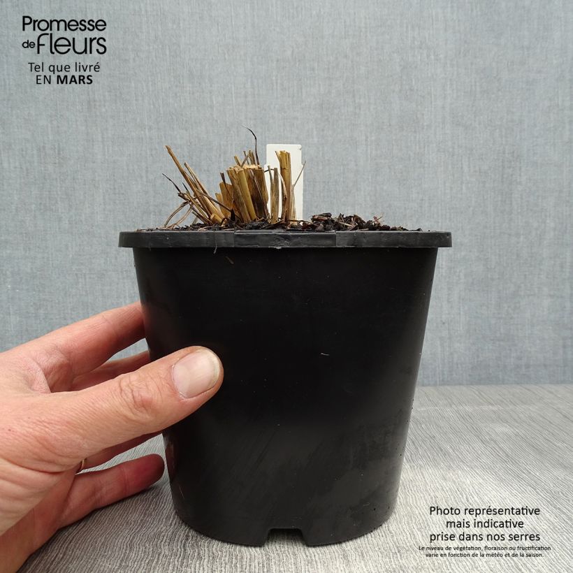 Andropogon gerardii Blackhawks 2L/3L pot sample as delivered in spring