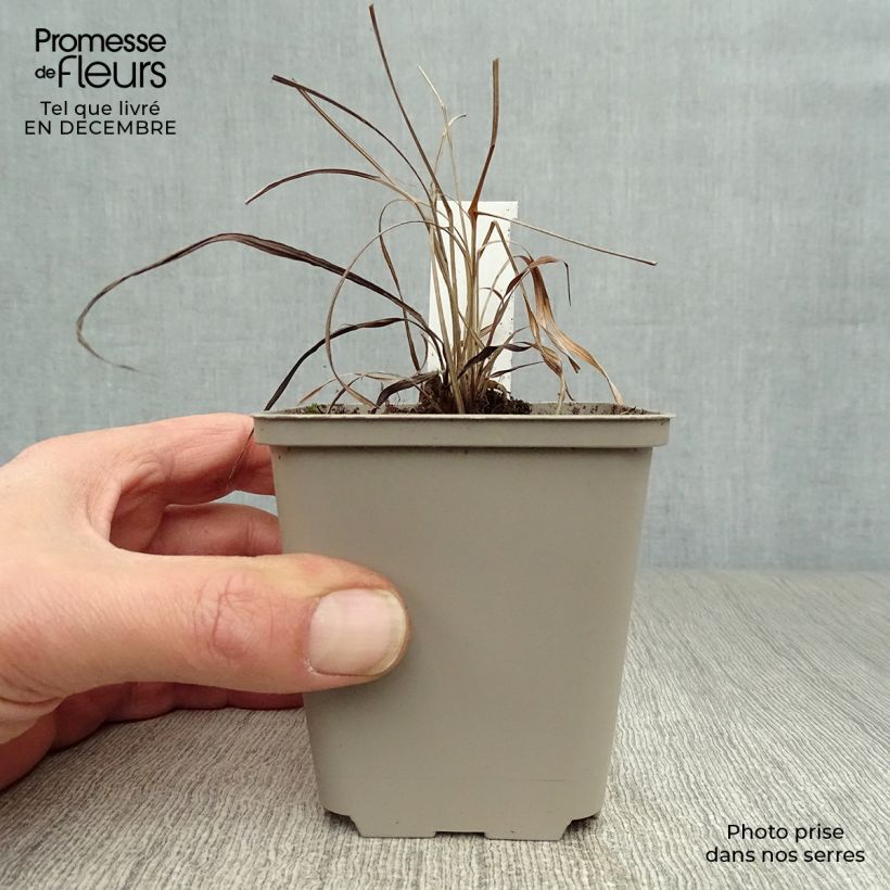 Andropogon gerardii Prairie Sommer 8/9 cm pot sample as delivered in winter