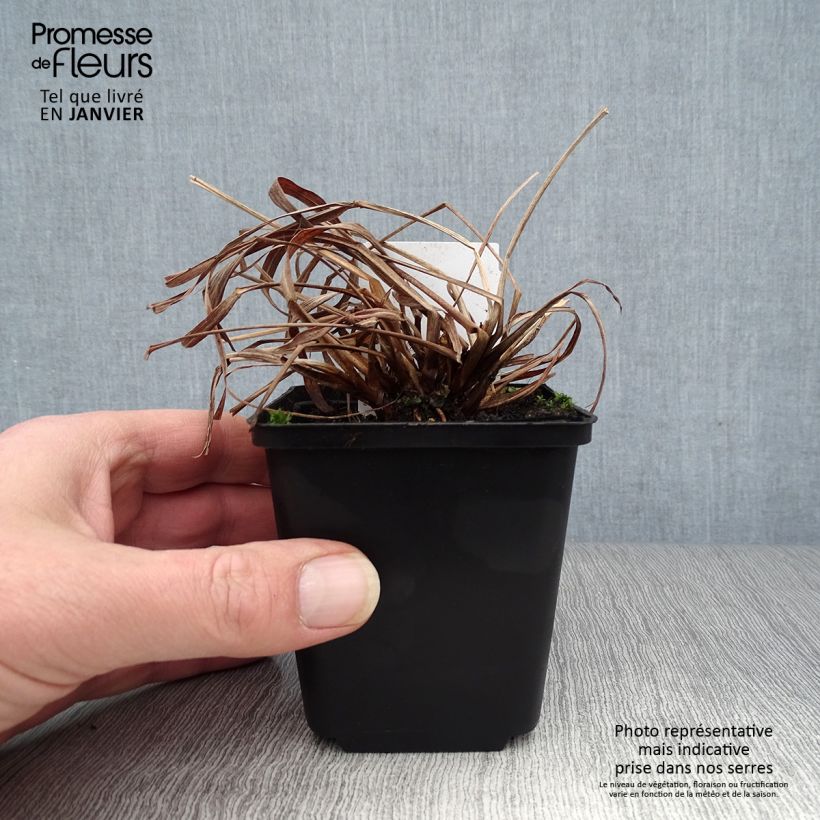 Andropogon gerardii Red October 8/9 cm pot sample as delivered in winter