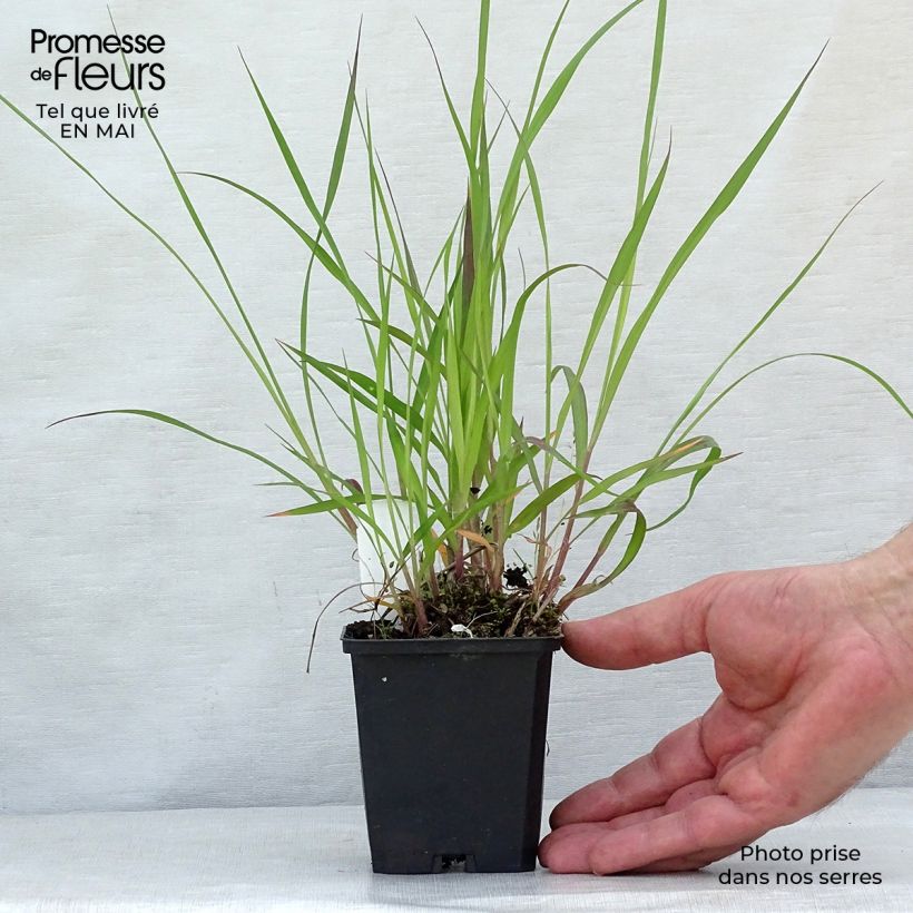 Andropogon hallii Purple Konza 8/9 cm pot sample as delivered in spring