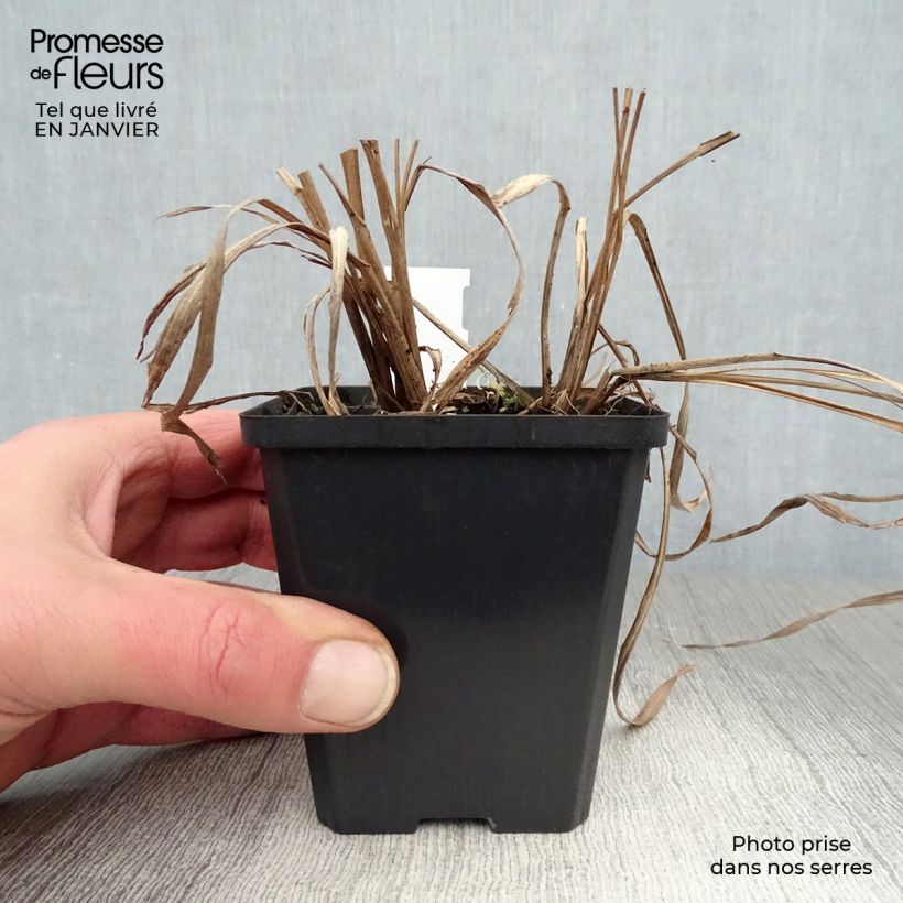 Andropogon hallii Purple Konza 8/9 cm pot sample as delivered in winter