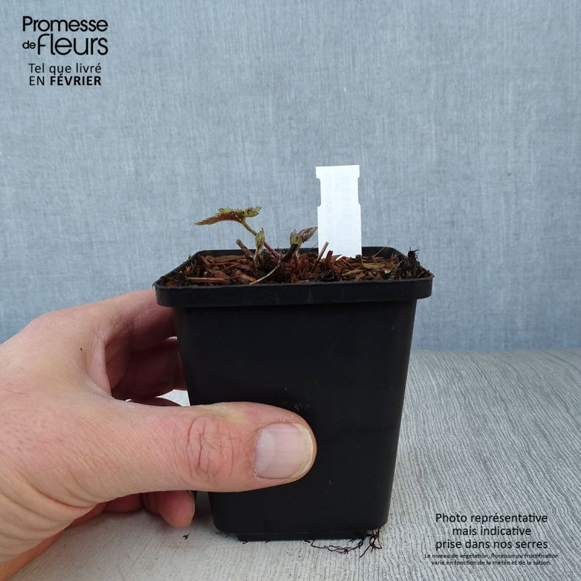 Anemone Ruffled Swan - Japanese Anemone 8/9 cm pot sample as delivered in winter