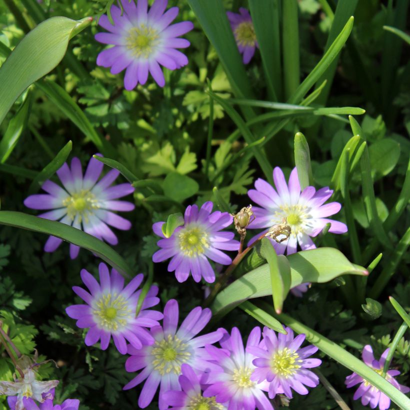 Anemone blanda Charmer (Flowering)
