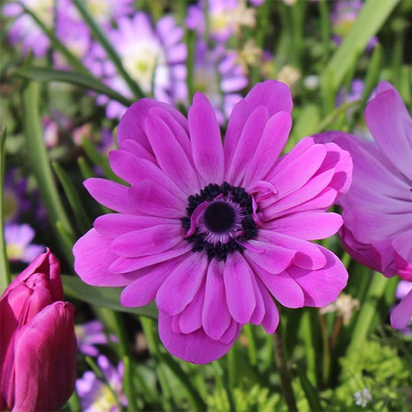 Anemone coronaria double Admiral (Flowering)