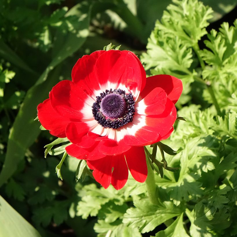 Anemone coronaria Hollandia (Flowering)