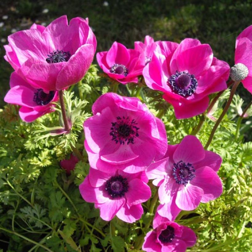 Anemone coronaria Sylphide (Plant habit)