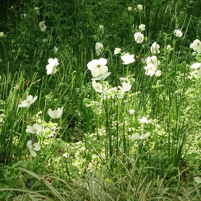 Anemone coronaria The Bride (Plant habit)