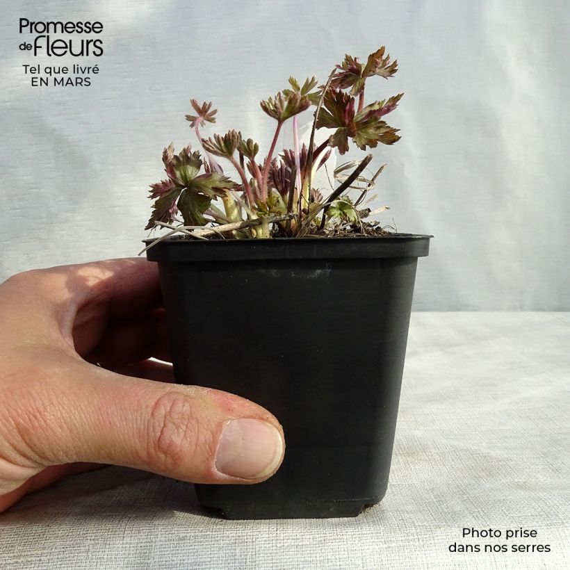 Anemone cylindrica 8/9 cm pot sample as delivered in spring