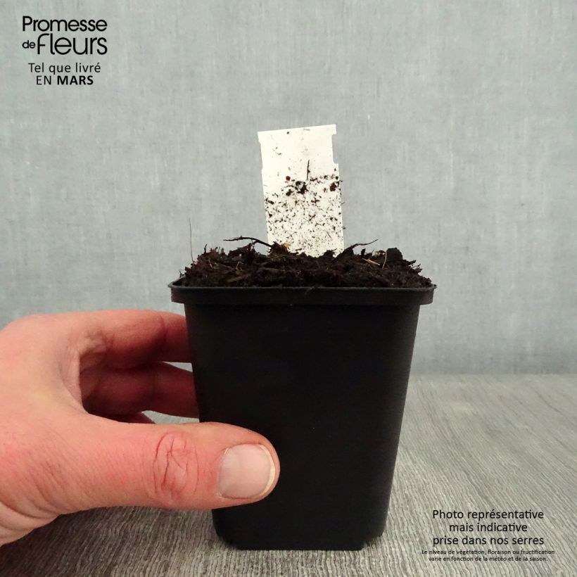 Anemone rivularis 8/9 cm pot sample as delivered in winter