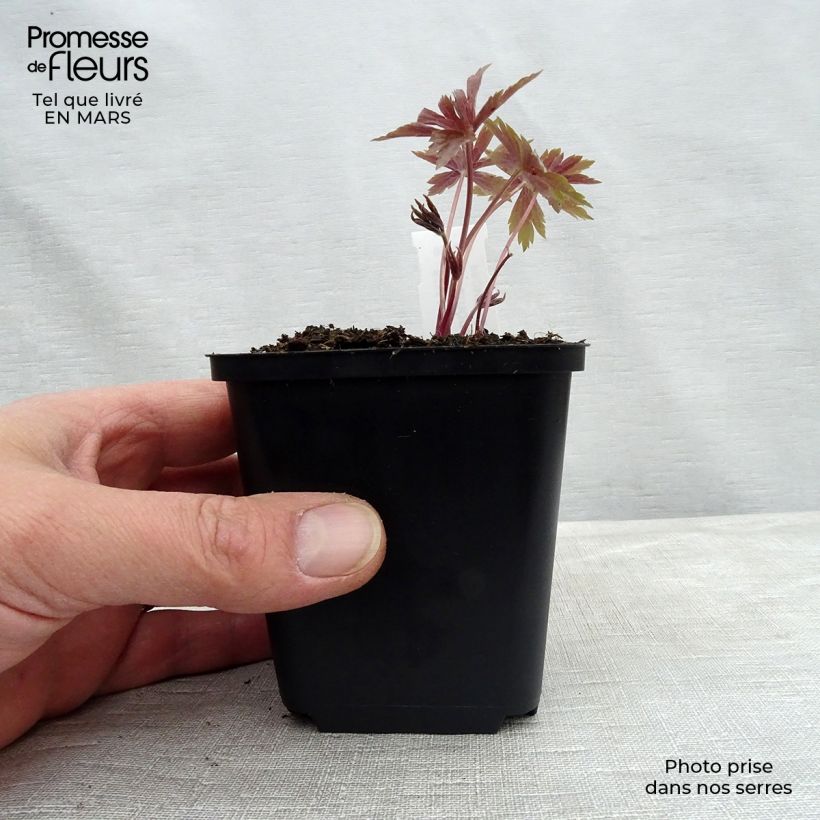 Anemone canadensis 8/9 cm pot sample as delivered in winter