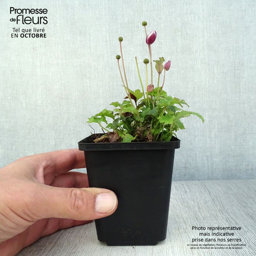 Anemone hupehensis var. japonica Alando Rose 8/9 cm pot sample as delivered in autumn