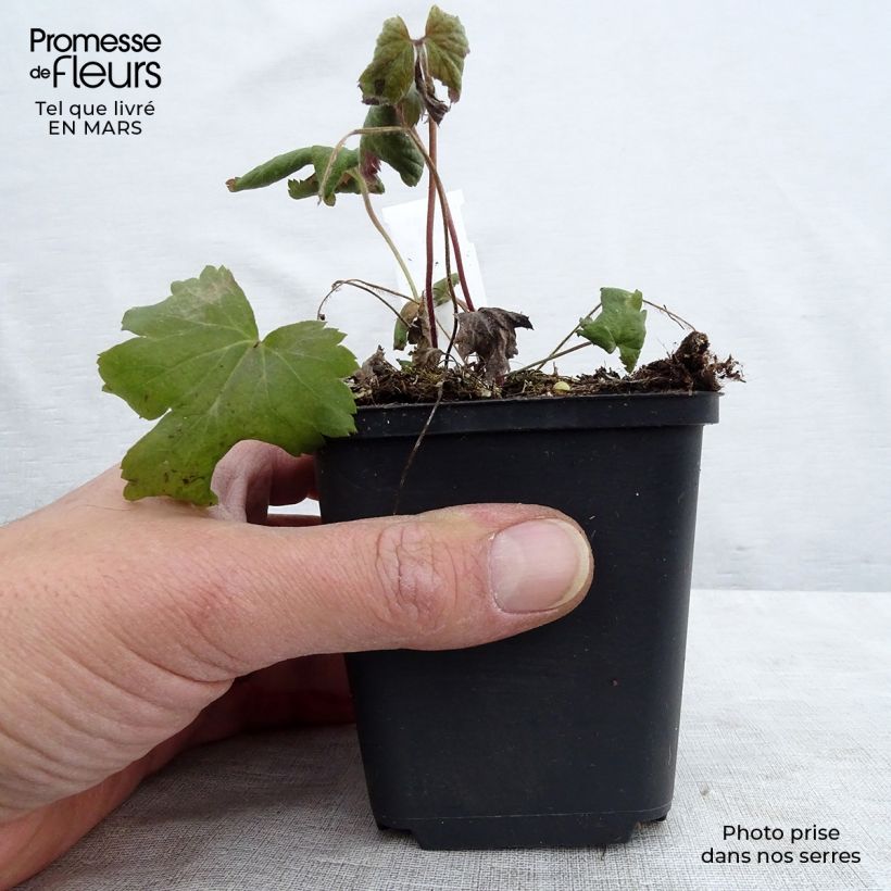 Anemone hybrida Bressingham Glow 8/9 cm pot sample as delivered in spring