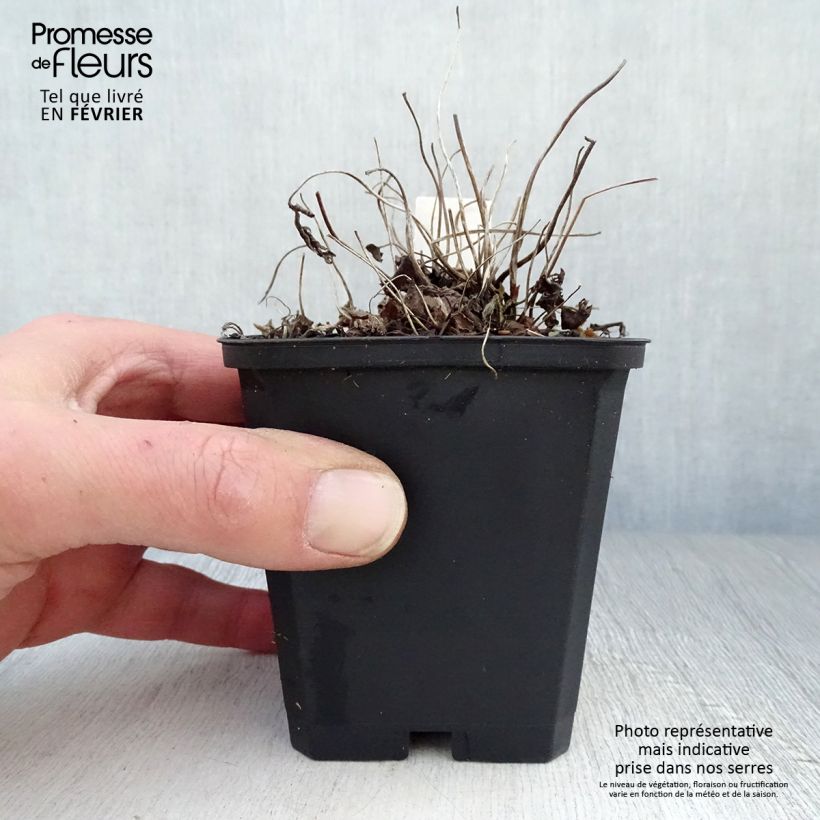 Anemone hybrida Fantasy Jasmine 8/9 cm pot sample as delivered in winter