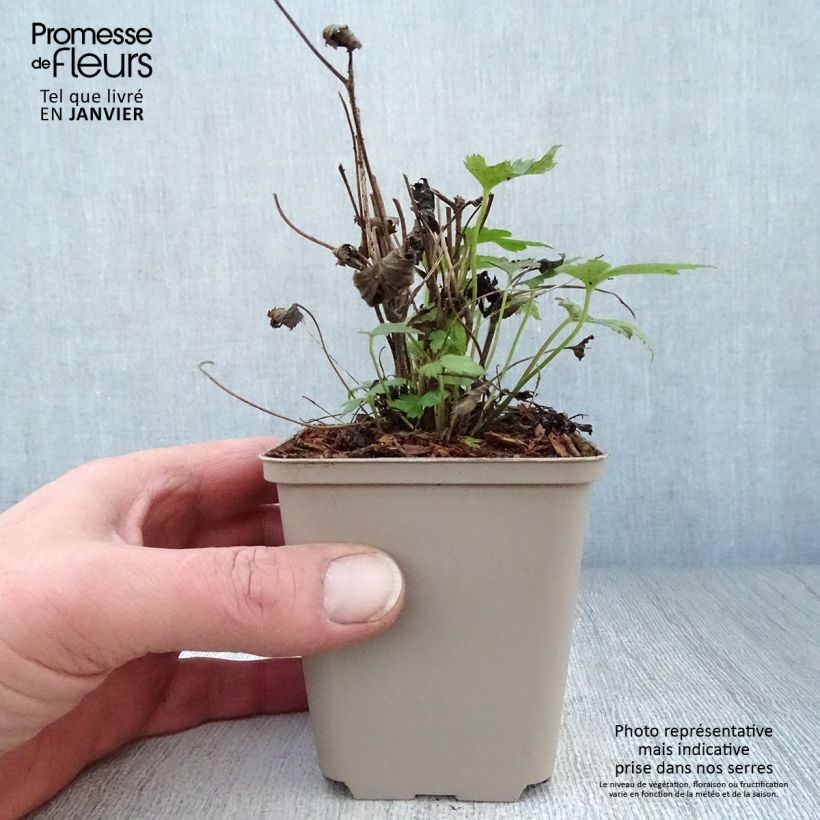 Anemone hupehensis var. japonica Fantasy Pocahontas 8/9 cm pot sample as delivered in winter